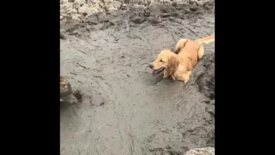 Заведи собаку, говорили они. Это будет весело...