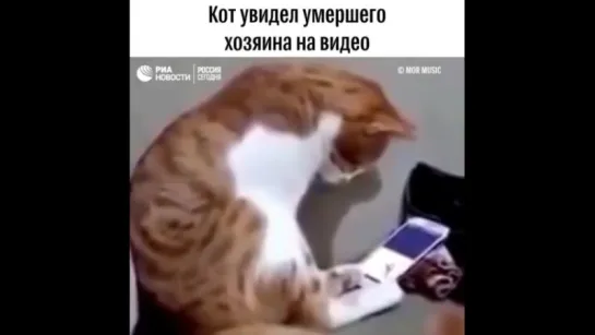 Кот увидел умершего хозяина на видео😢