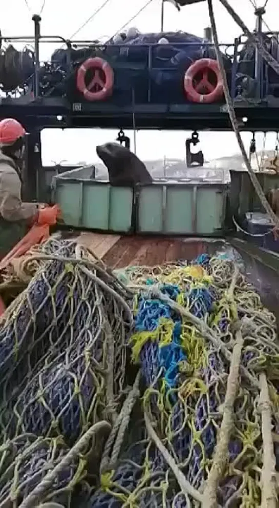 Видео от Типичный выживальщик