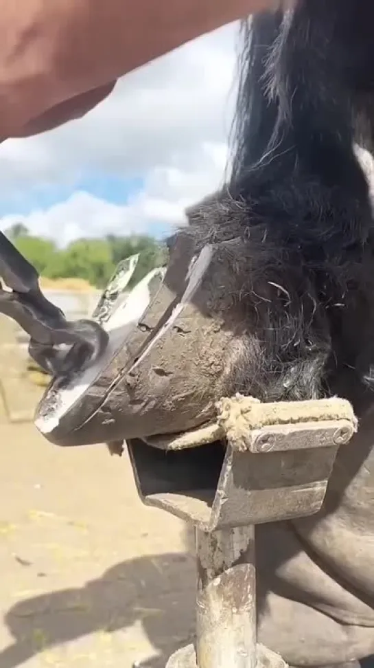 Видео от Типичный выживальщик