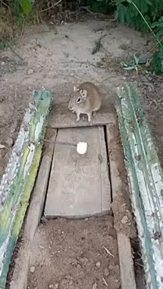 Видео от Типичный выживальщик