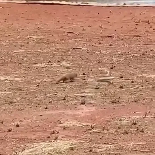 Видео от Типичный выживальщик