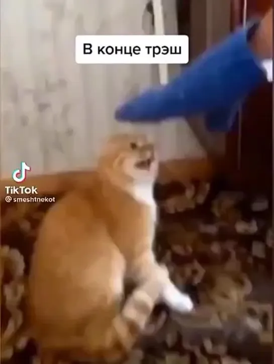 Злой котик