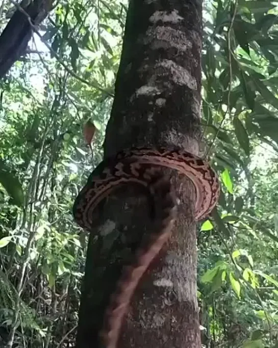 Змея забирается на дерево