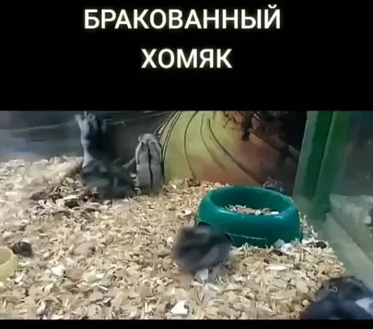 Бракованный хомяк