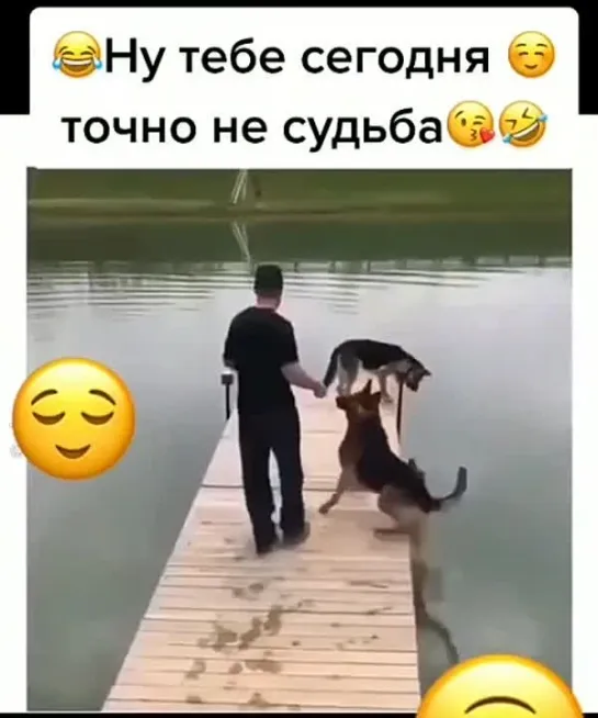 У собачки явно плохой день