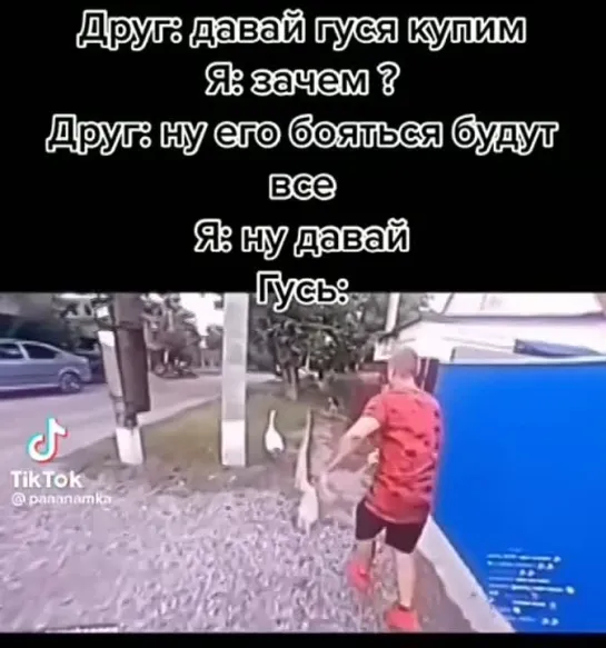 Домашний гусь