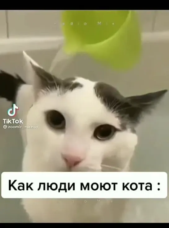 Как моют кота