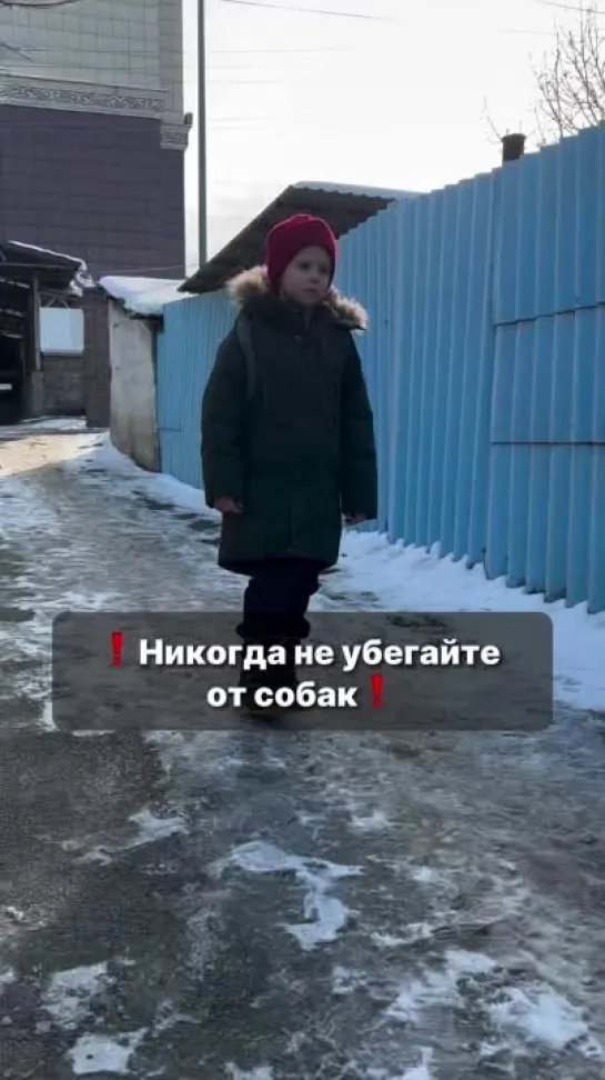 Что делать, если напала собака.