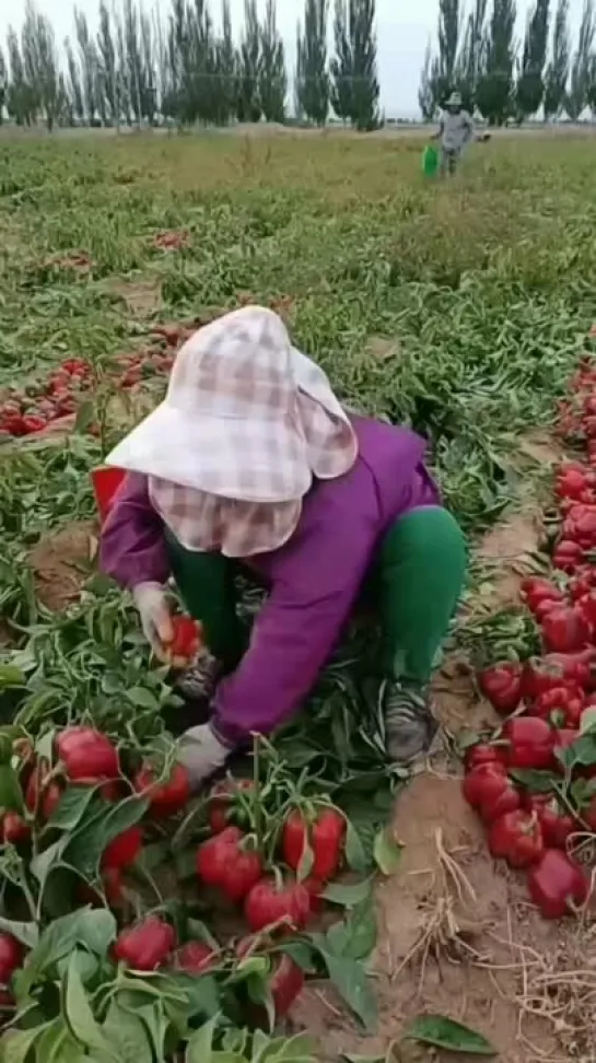 Китайские низкорослые перцы. Очень мясистые и сладкие.