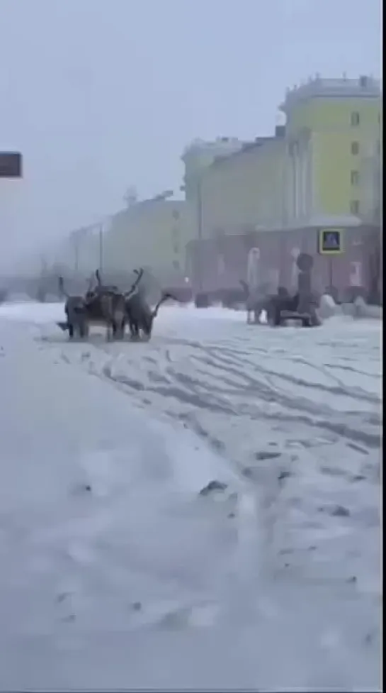 Мой любимый Норильск. Это невероятно, какие красавцы.