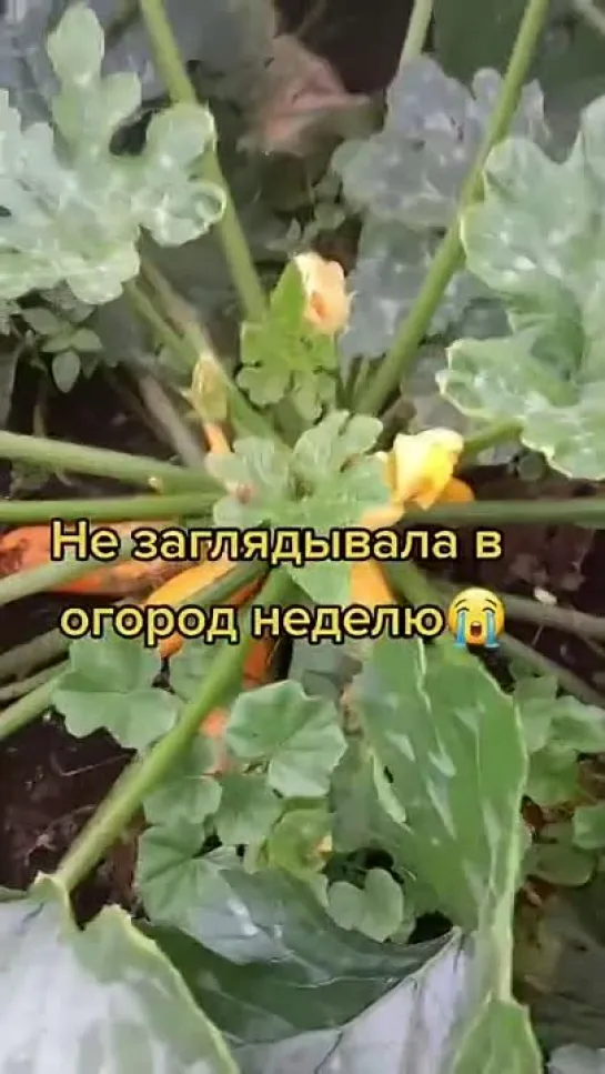 Сначала идёт борьба за урожай....потом борьба с урожаем...😂