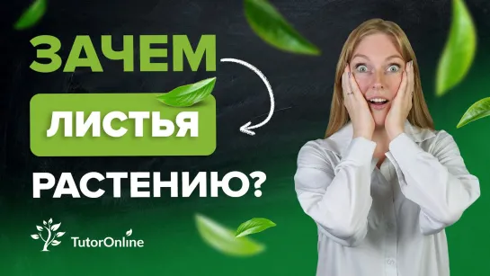 Зачем листья растению? | TutorOnline