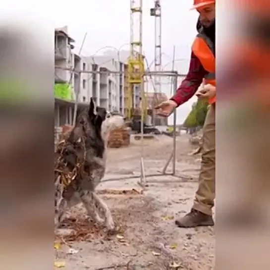 Такая красивая собачка была