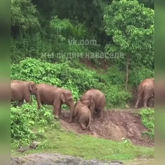 Пришли слонёнку на помощь