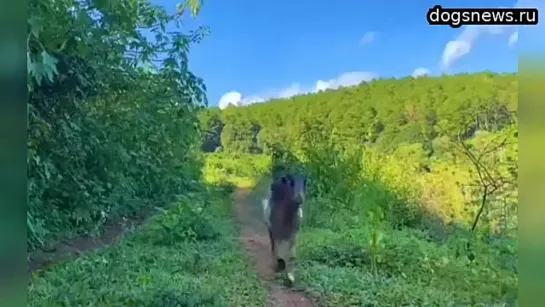 Сама покушала и друга накормила.  милые животные