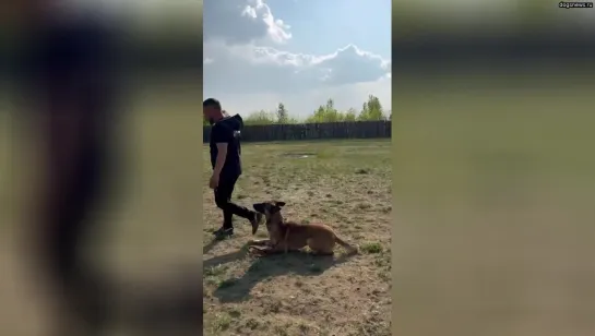 Сменили площадку для послушания и сразу вылезли технические косяки:)  Новое место часто влияет на соб...