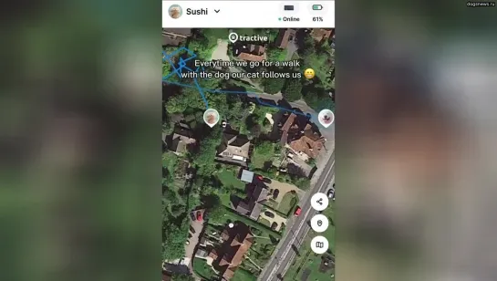 Ошейник с GPS помог увидеть как передвигается кот хозяйки, пока она гуляет с собакой