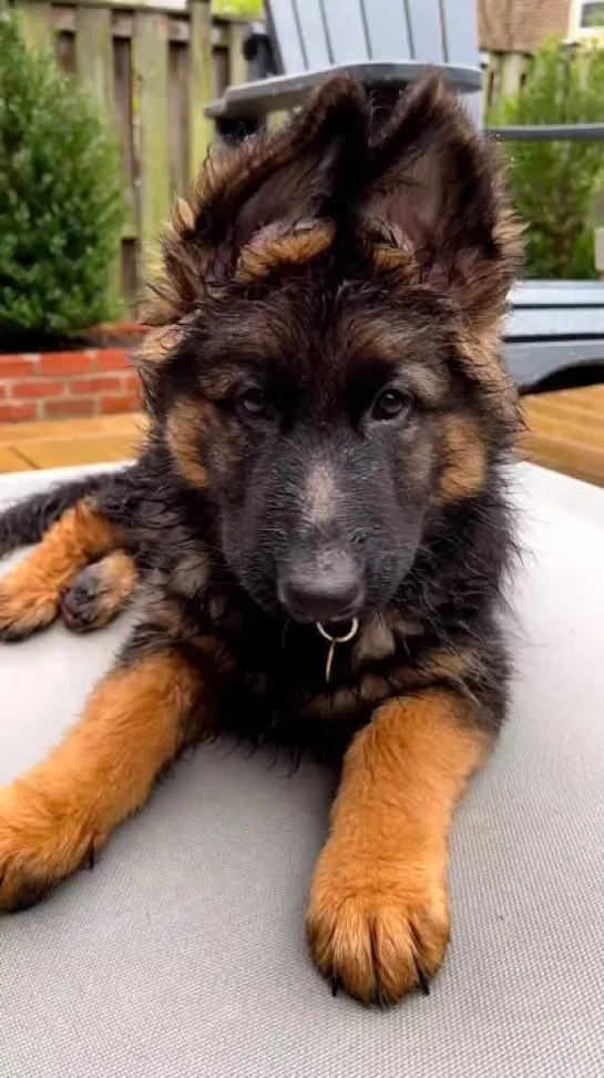 German Shepherd Puppy