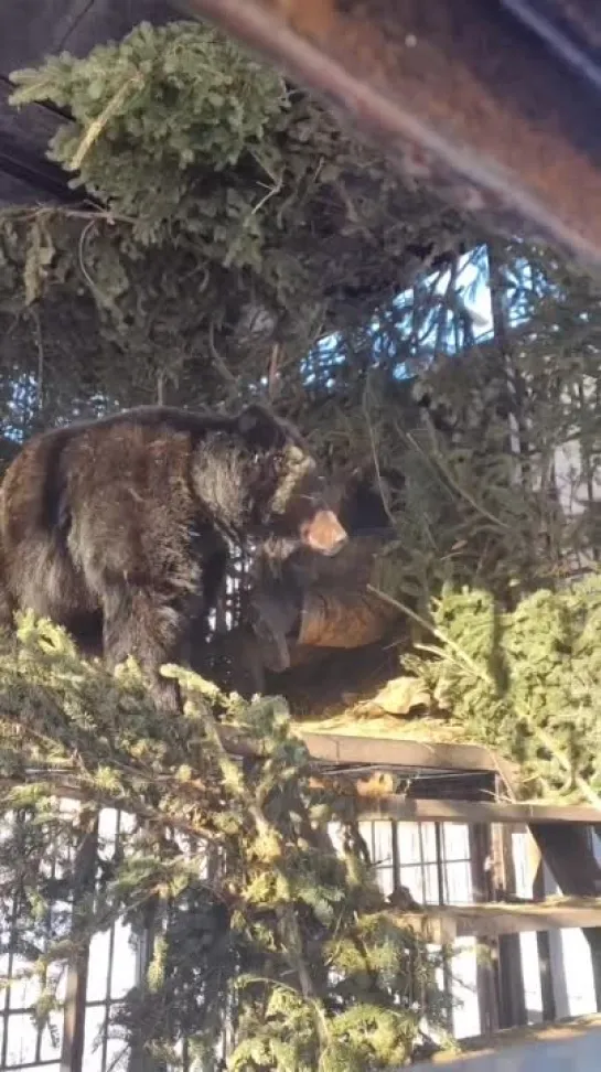 Медведица доверяет своих детенышей!