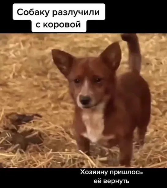 Животные человечнее людей!