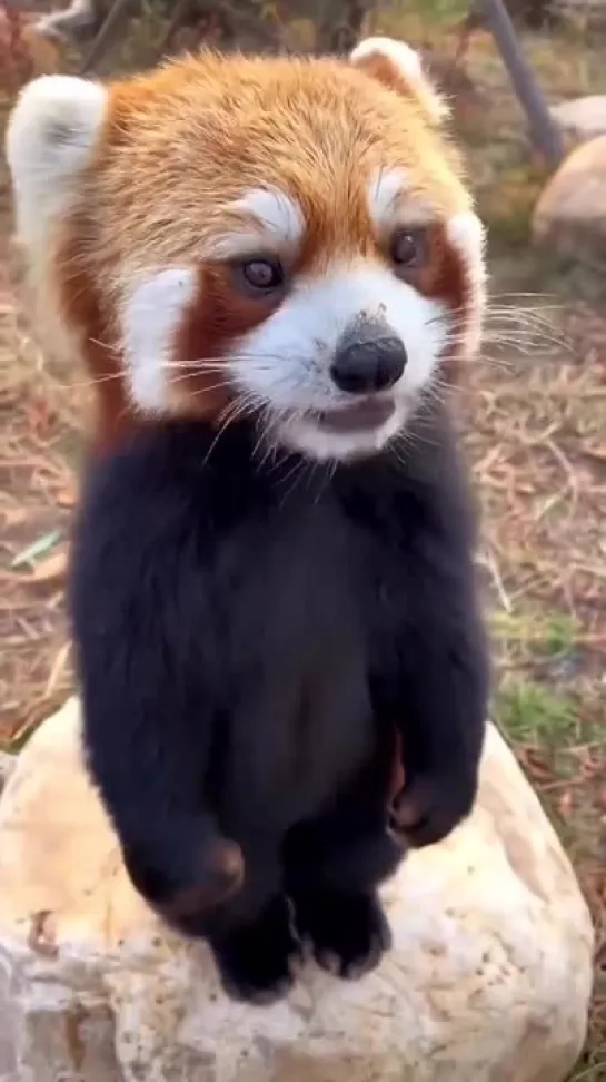 Little Red Panda