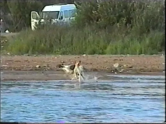 Август 2004. Поток сознания. Исчезнувшие виды. Финский залив. Собаки. Таксофонная карта Земли 2104 года