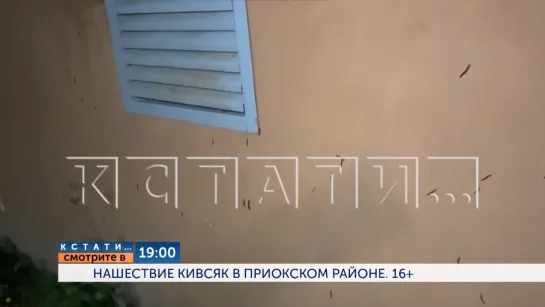 Смотрите сегодня в 19.00 в программе "Кстати": Нашествие кивсяк в Приокском районе