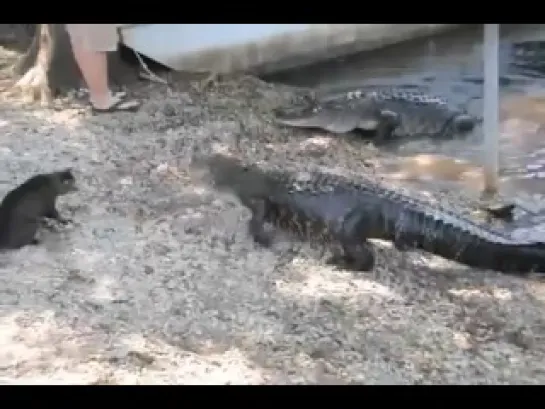 Cat vs Alligator