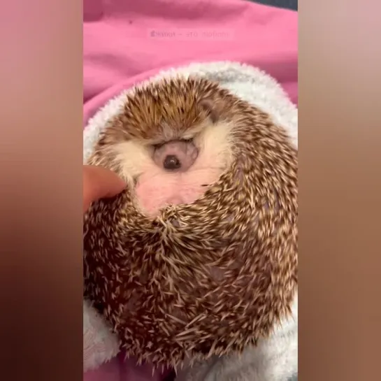 Толстоежопика разбудили. 🦔👀