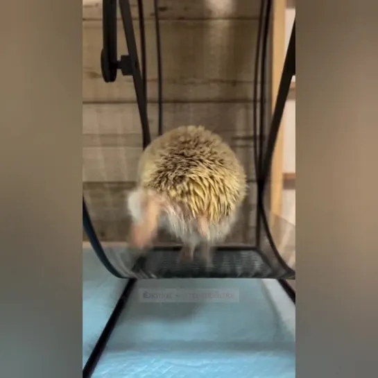 Бежит работу работать и учебу учить. 🦔👀