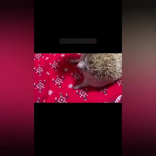 Он безумно обожает почесушки. 🦔👀