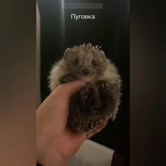 Дикий ежик Пуговка. 🦔👀