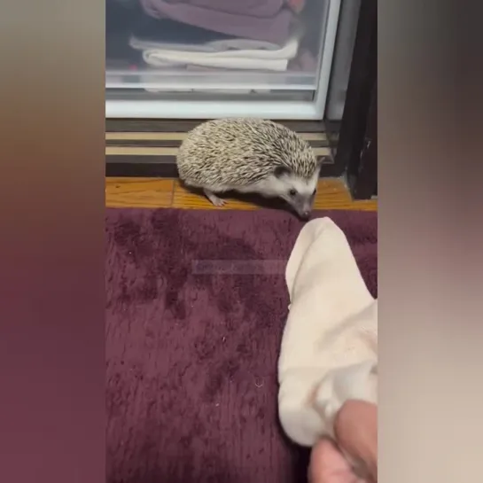 Играем с маленьким ежом. 🦔🥰