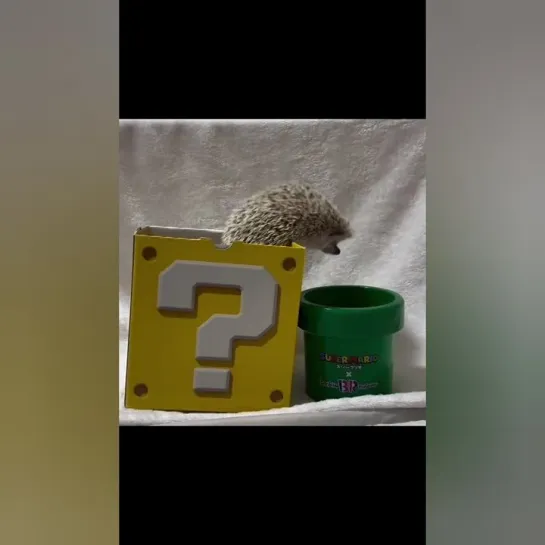 Ежик Марио. 🦔👀