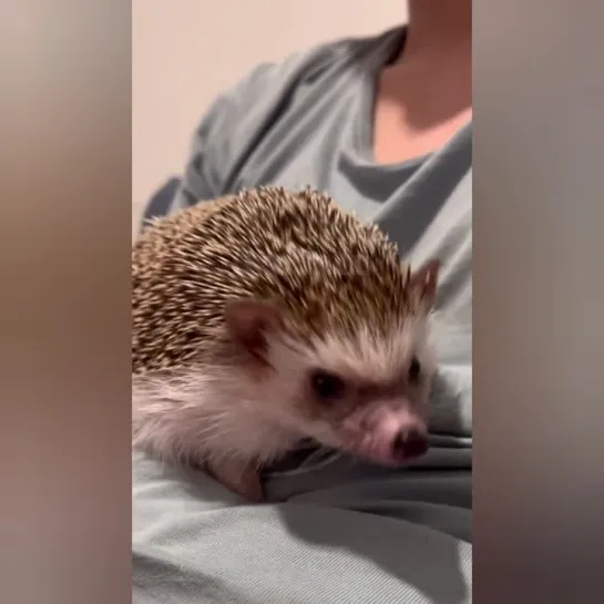 Стеснительный ежик. 🦔👀