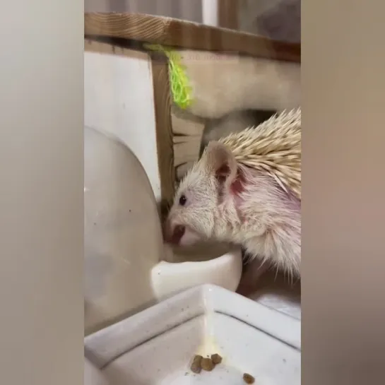 Ежик пьет водичку из поилки. 🦔👀