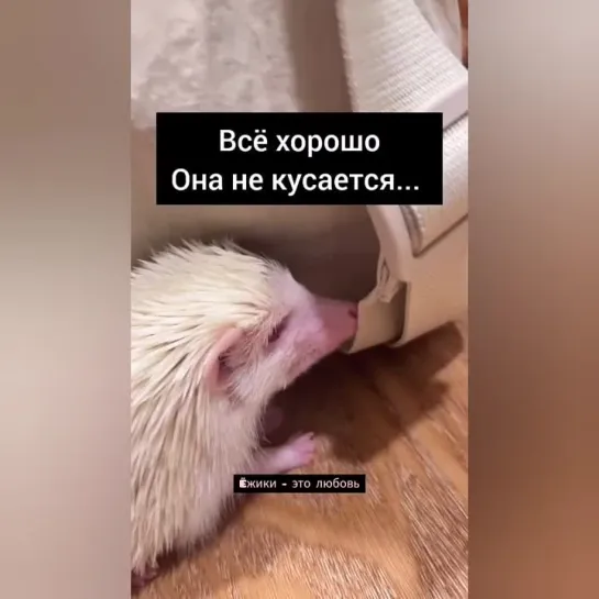 Всë хорошо. Она не кусается... 🦔👀