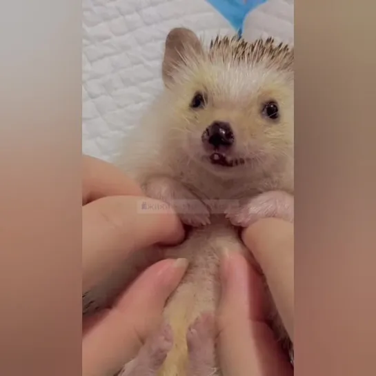 Ежоч мягкопузиковый. 🤗🦔