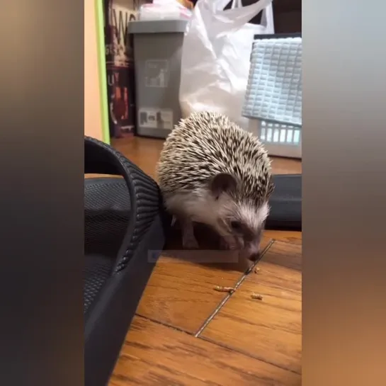 Запылесосил всех червей. 🦔👀