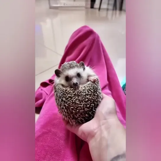 Каштан забавненький. 🦔👀