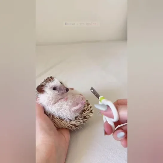 Косметические процедуры для ежика. 🦔👀