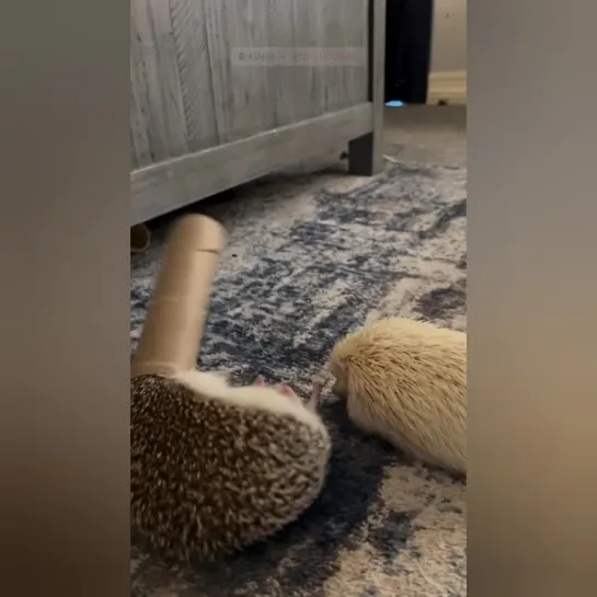 Личи и Гуавка делят втулку от туалетной бумаги. 🦔🦔