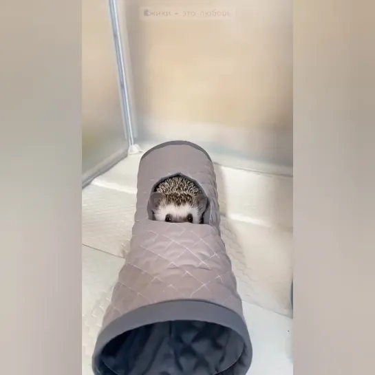 Вот как живет эта колючая сосиска в чьем-то доме. 🦔👀