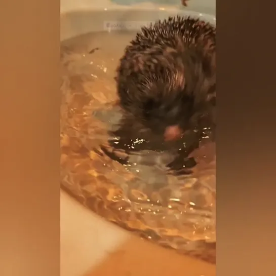 Вот что случится, если подружишься с лесным ежом. 🦔👀