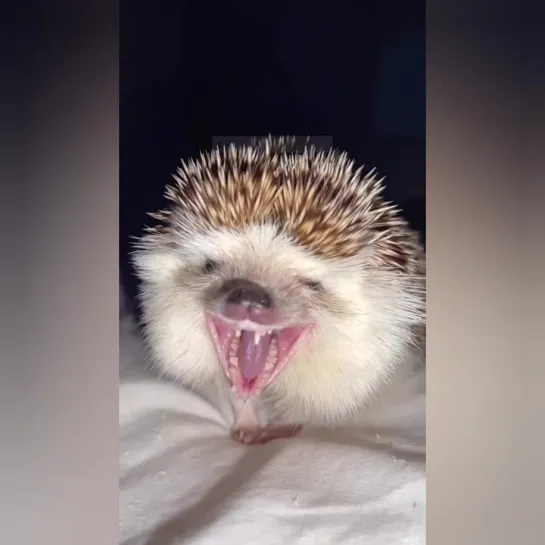 Личи туть орет. 🦔👀