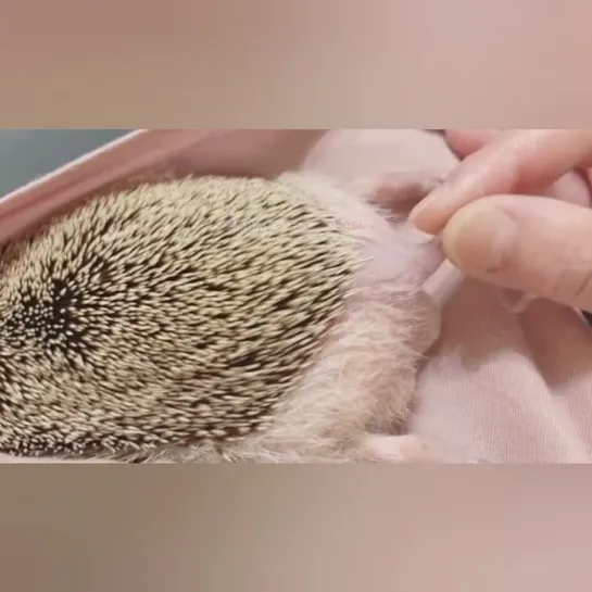 Розовые ежиные булочки. 🍑🦔