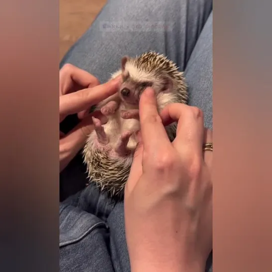 Ëжьи щëчки. 🤗🦔