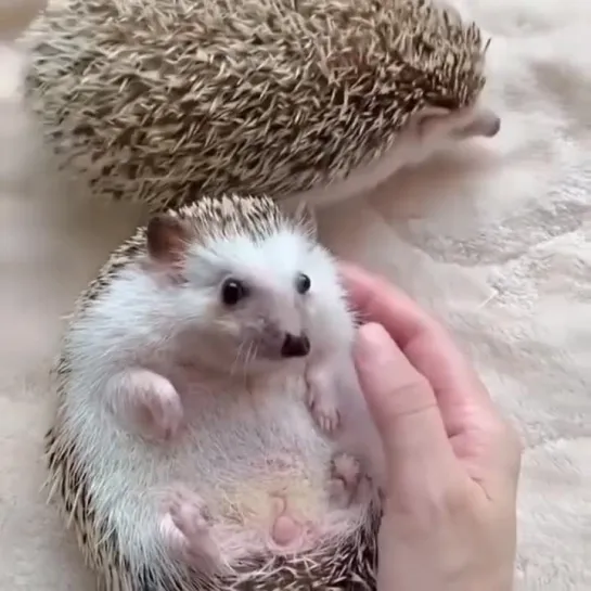 Песня ежиков. 🥰🦔