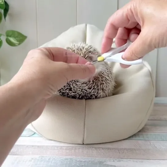 Ëжики, записываемся на ноготочки 💅🦔